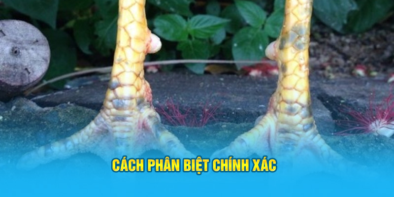 Vảy Gà Huyền Trâm Có Những Đặc Điểm Gì Dễ Nhận Biết Nhất? - hình ảnh - jyadbuzxnl.top