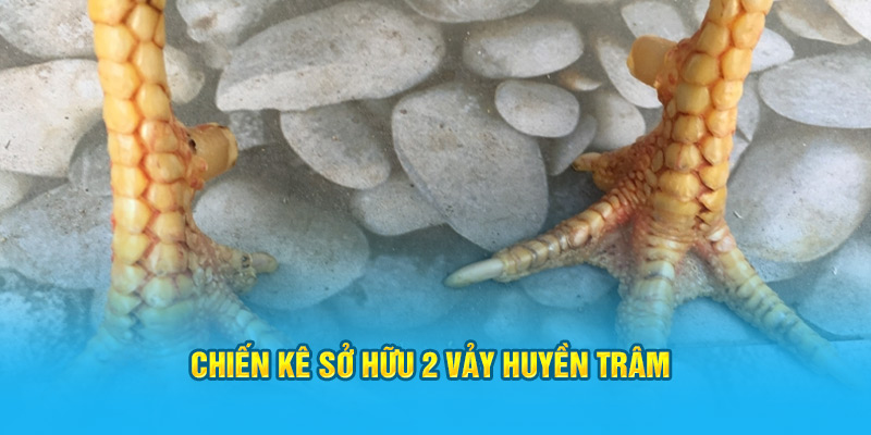 Vảy Gà Huyền Trâm Có Những Đặc Điểm Gì Dễ Nhận Biết Nhất? - hình ảnh - jyadbuzxnl.top