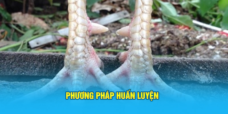 Vảy Gà Huyền Trâm Có Những Đặc Điểm Gì Dễ Nhận Biết Nhất? - hình ảnh - jyadbuzxnl.top