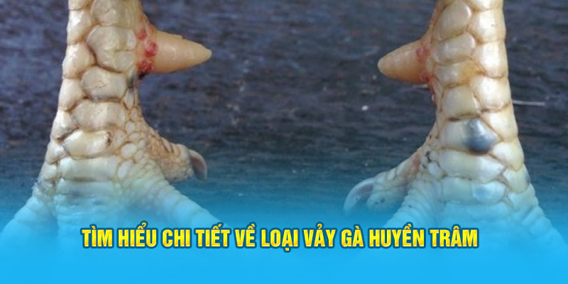 Vảy Gà Huyền Trâm Có Những Đặc Điểm Gì Dễ Nhận Biết Nhất? - hình ảnh - jyadbuzxnl.top